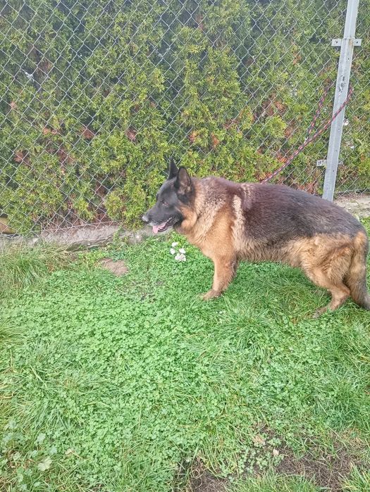 Sprzedam owczarka niemieckiego