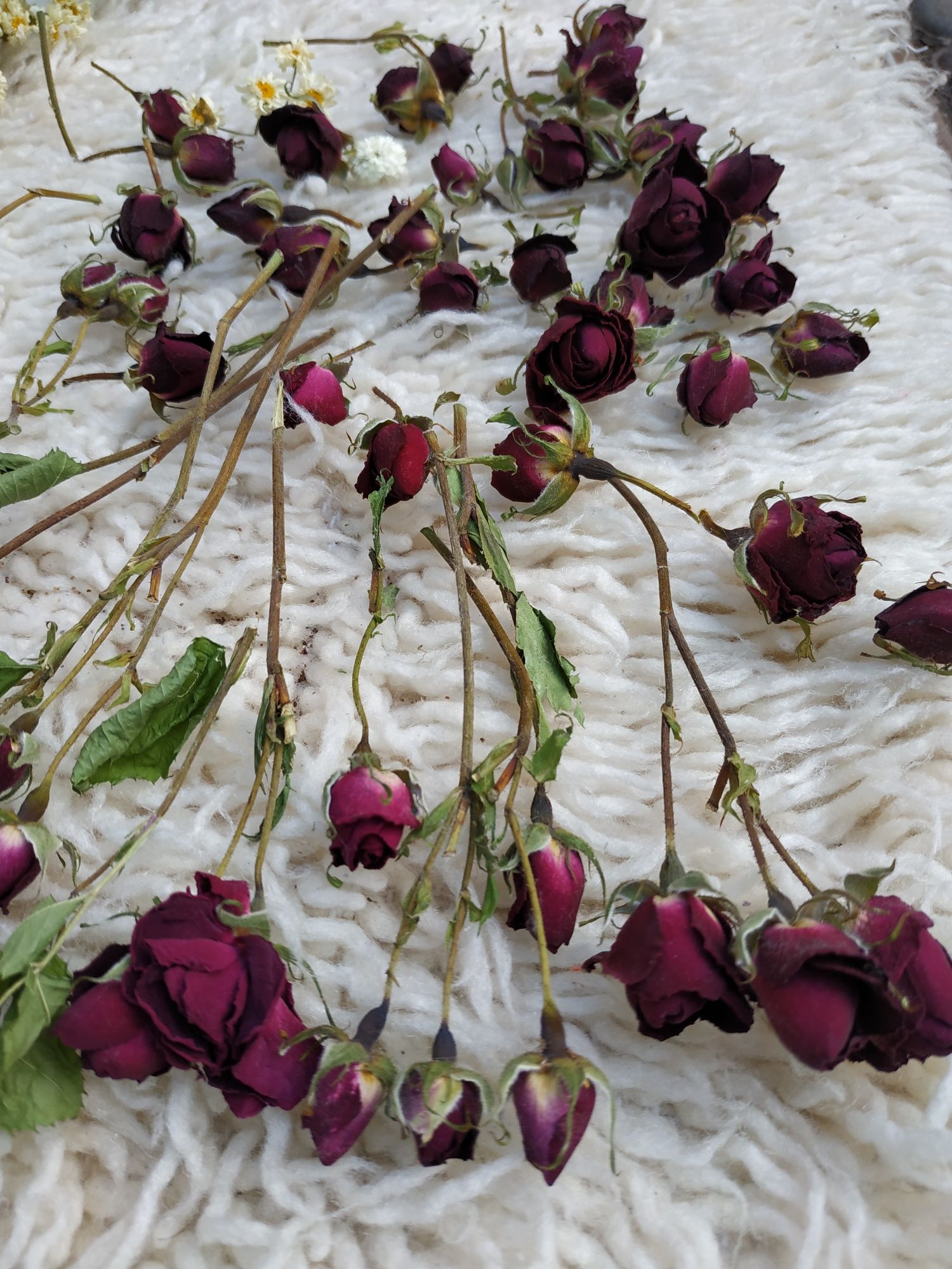 Бутони  мініатюрні троянди рози сухоцвіт пелюстки для творчості.
