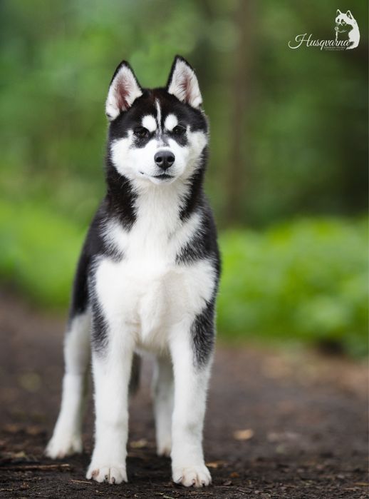 Przepiekna suczka / Hodowla od 1994 roku Siberian Husky