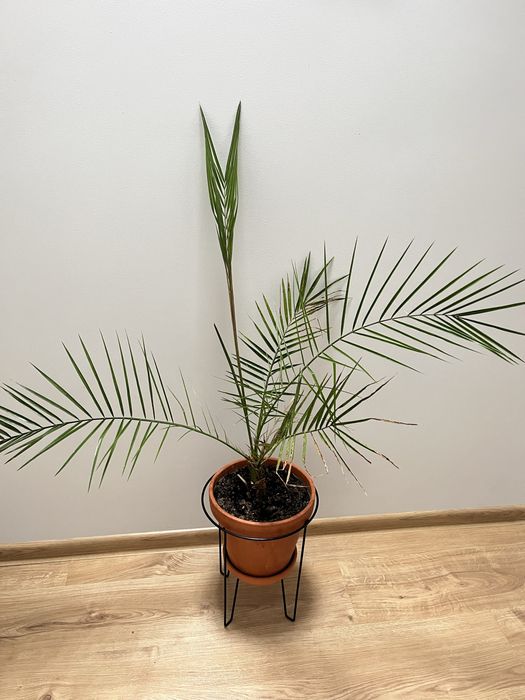 Palma daktylowiec 79cm