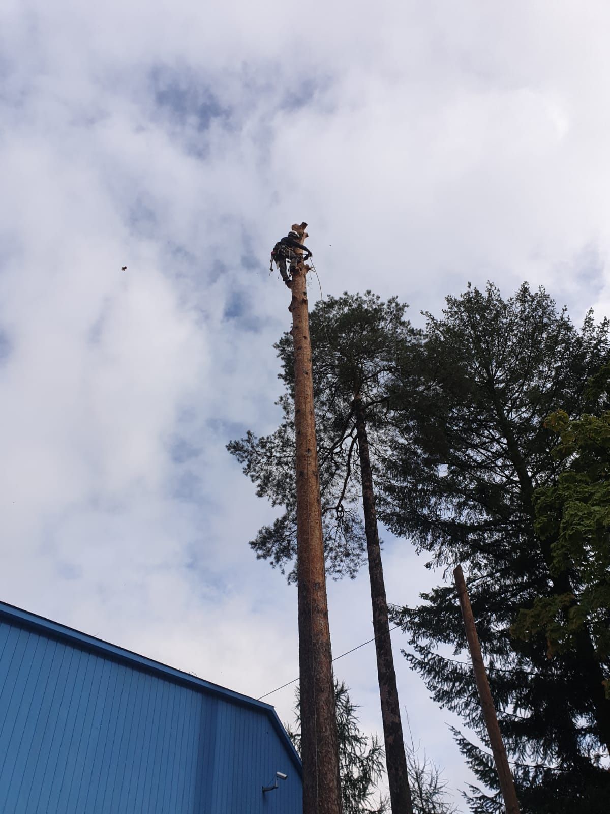 Wycinka drzew metodą alpinistyczna, wycinanie drzew, przycinanie