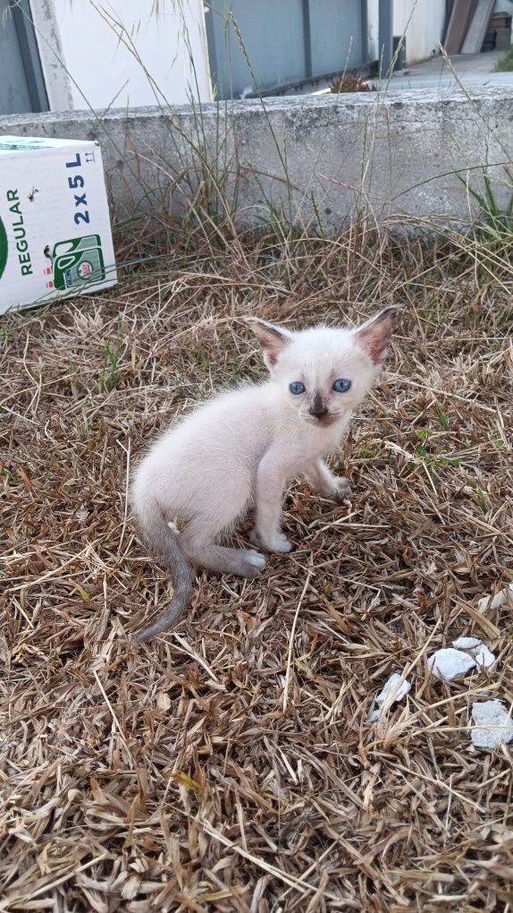 Gatinha para adopção
