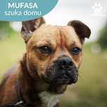 Wyjątkowy pies Mufasa szuka domu