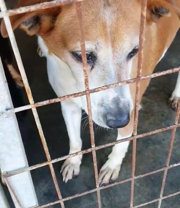 Kelsa- cachorra sénior de porte médio para adoção