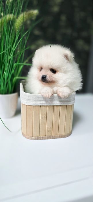 XXS maleńki pomeranian szpic miniaturowy KOMPLET SZCZEPIEŃ szkolenie