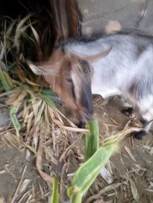 Коза дойная продам