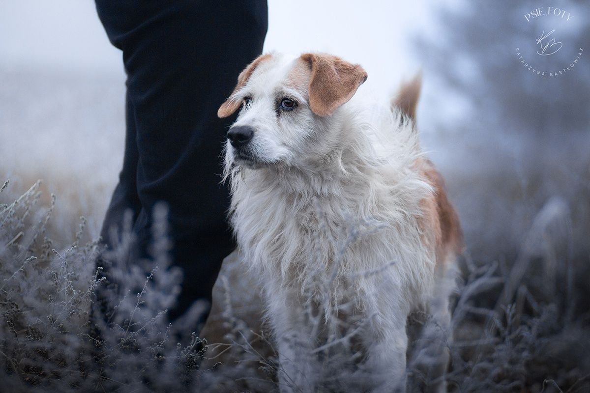 Kołoda do adopcji!