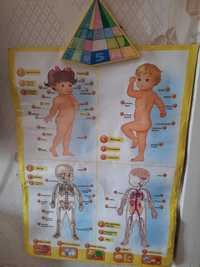 Музыкальный плакат, обучающий плакат анатомия для детей