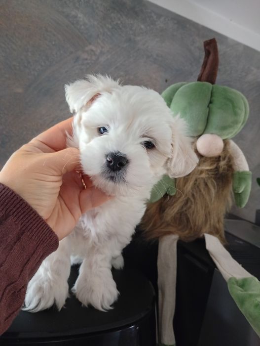 Maltipoo kremowy przystojniak