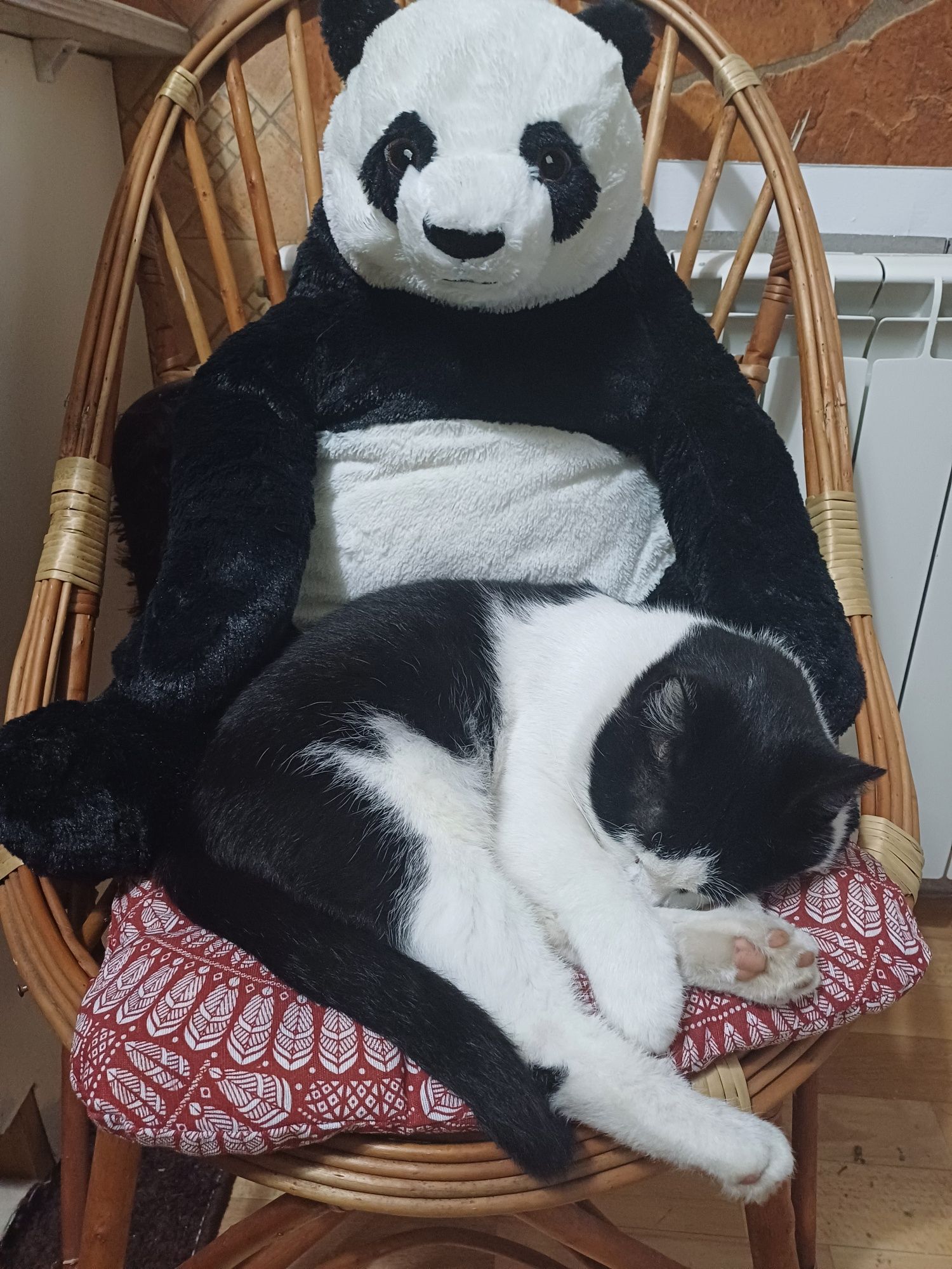 Kotek uratowany z silnika samochodu