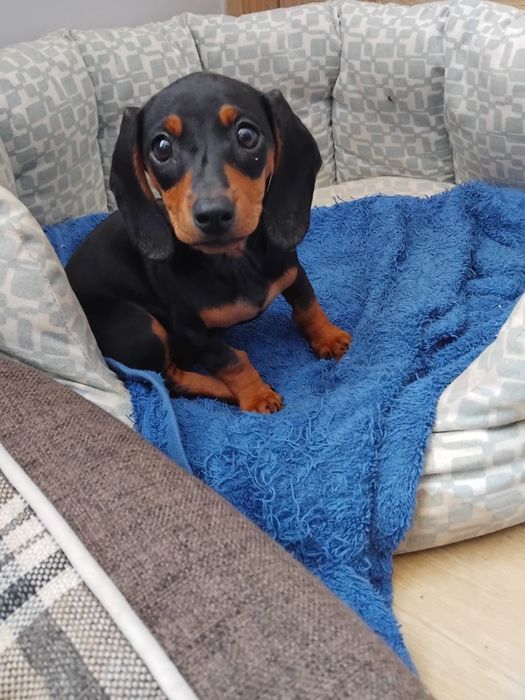 Jamnik miniaturowy suczka