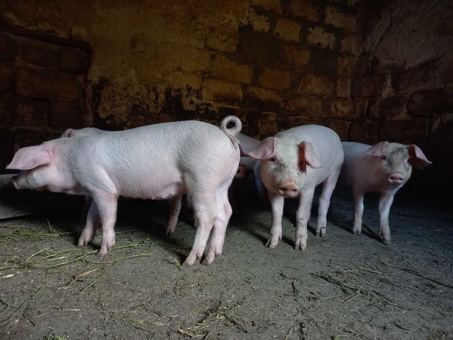 ПРОДАМ ПОРОСЯ гарна ціна