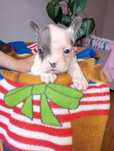 Buldog francuski blue