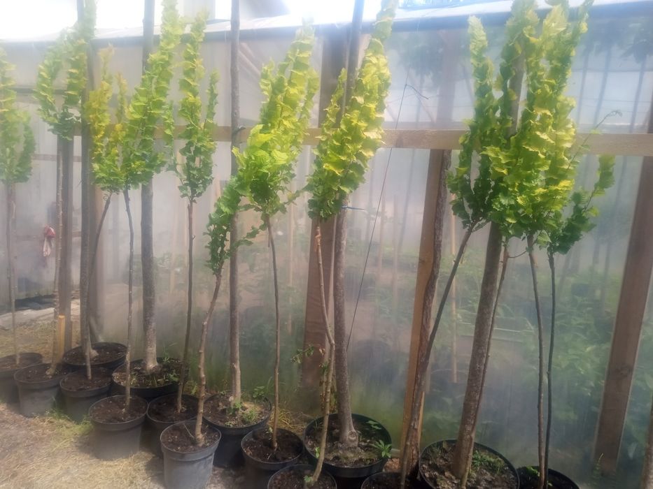 KATALPA_klon globosum_purple globe_brzoza long trun_buk tricolor_wiąz