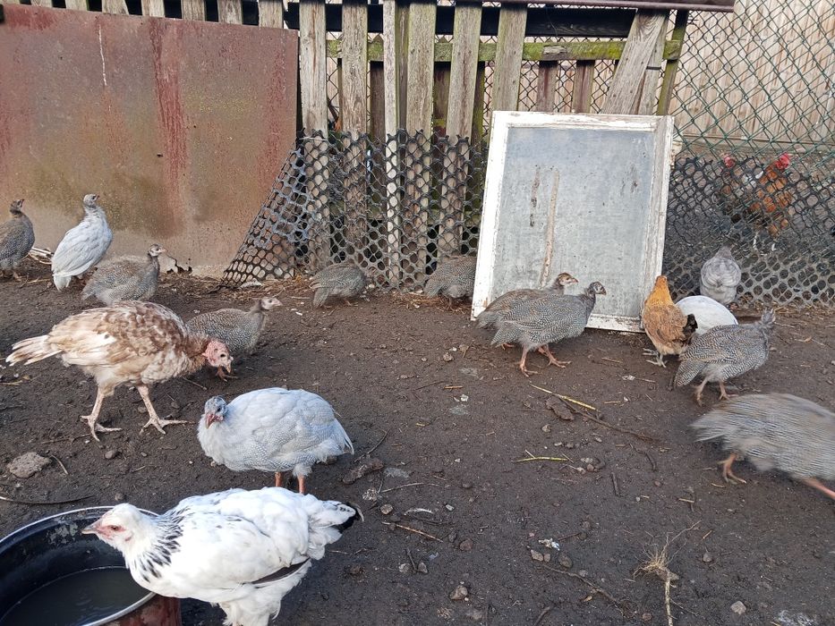 Perliczki tegoroczne