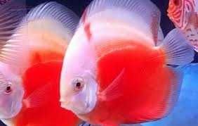 GB DYSKOWCE Paletka Red White | Rozmiar "L" 7-8cm