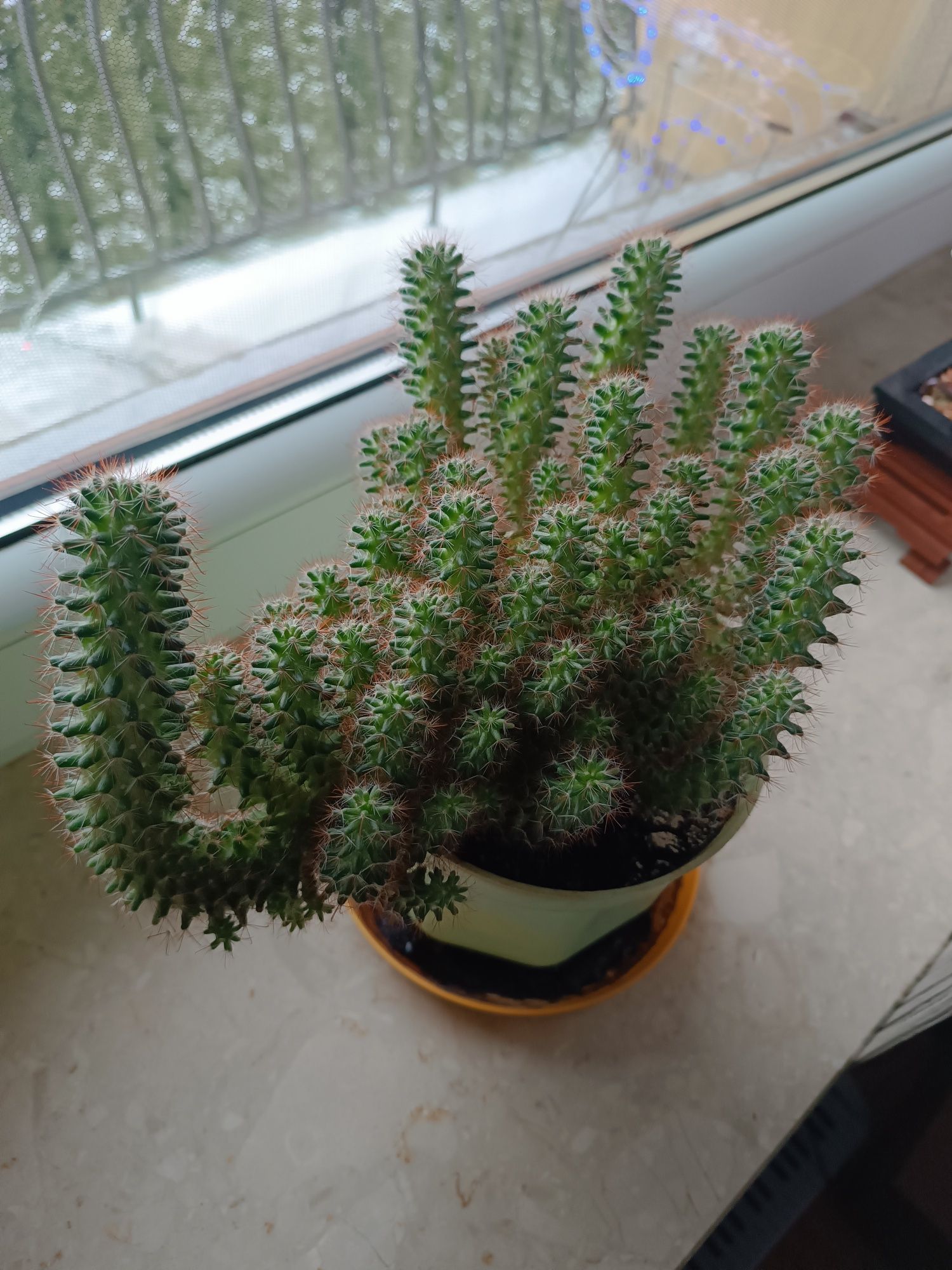 Sadzonki kaktusa