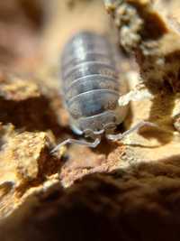 Armadillidium nasatum isopody, ekipa sprzątająca