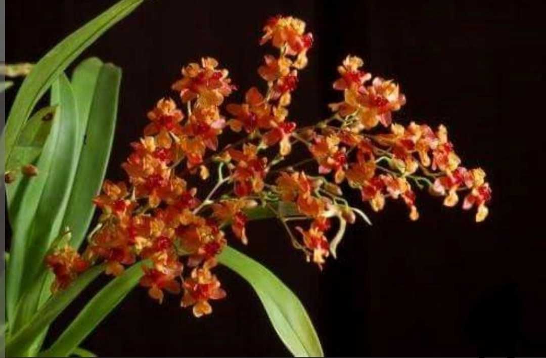 Storczyk Oncidium Twinkle "Cinnamon" żywy orchidea