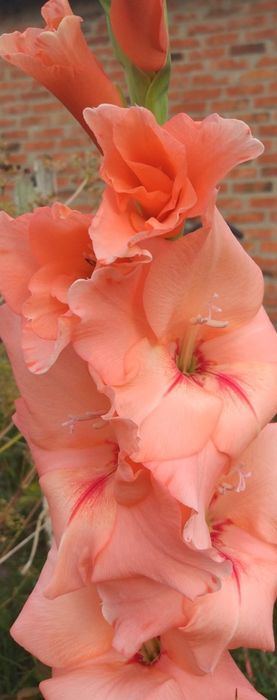 цибулини гладіолусів / луковицы гладиолусов / гладіолус / гладиолус