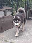 Suka rasy Husky z rodowodem