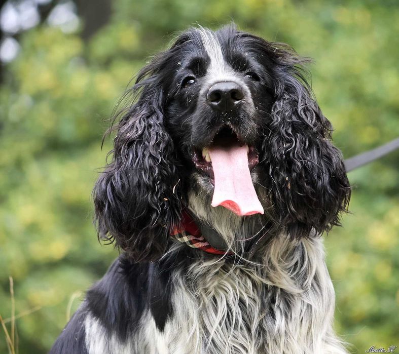 Wspaniały cocker spaniel do adopcji!