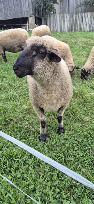 Sprzedam owce  czarnogłòwka