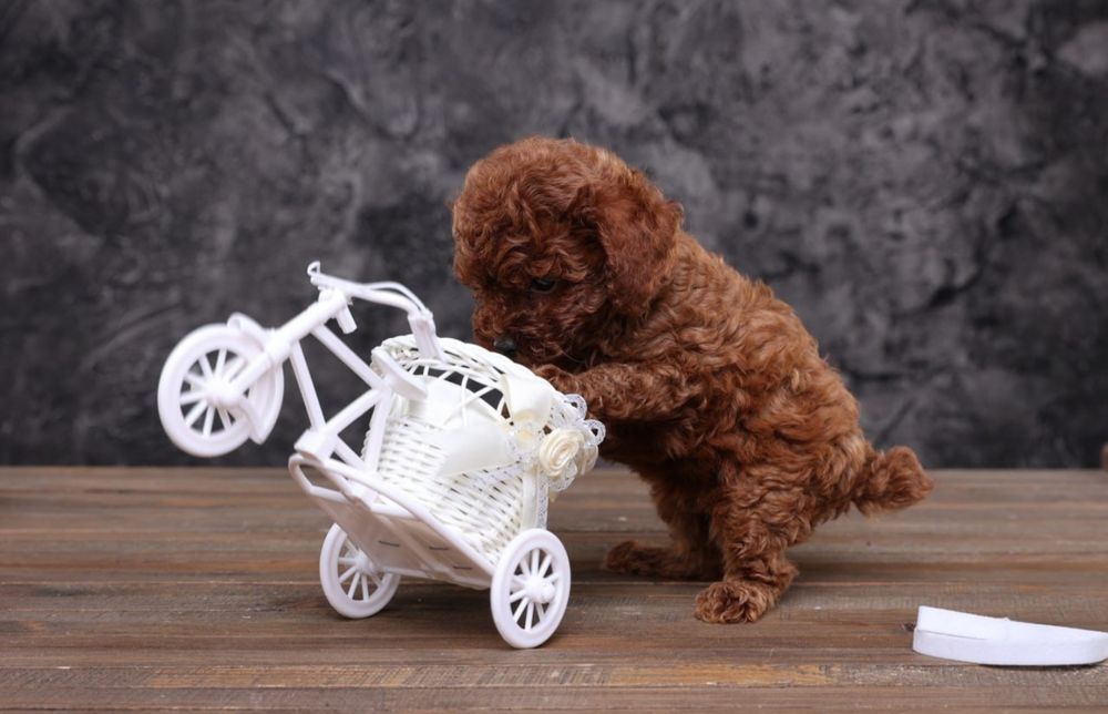 Ekskuzywna Suczka Pudel Toy Red Brown