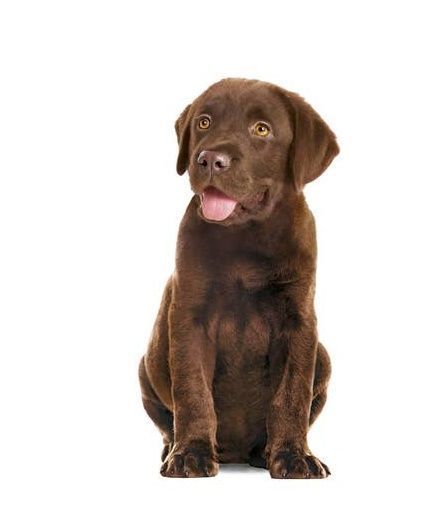 Przysmak z witaminą C i E dla szczeniąt od 6 miesiąca Royal Canin 100g