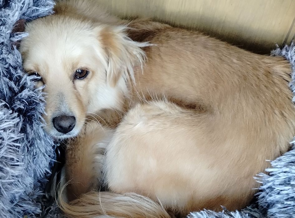 Możliwy dowóz Suczka wysterylizowana szuka domu