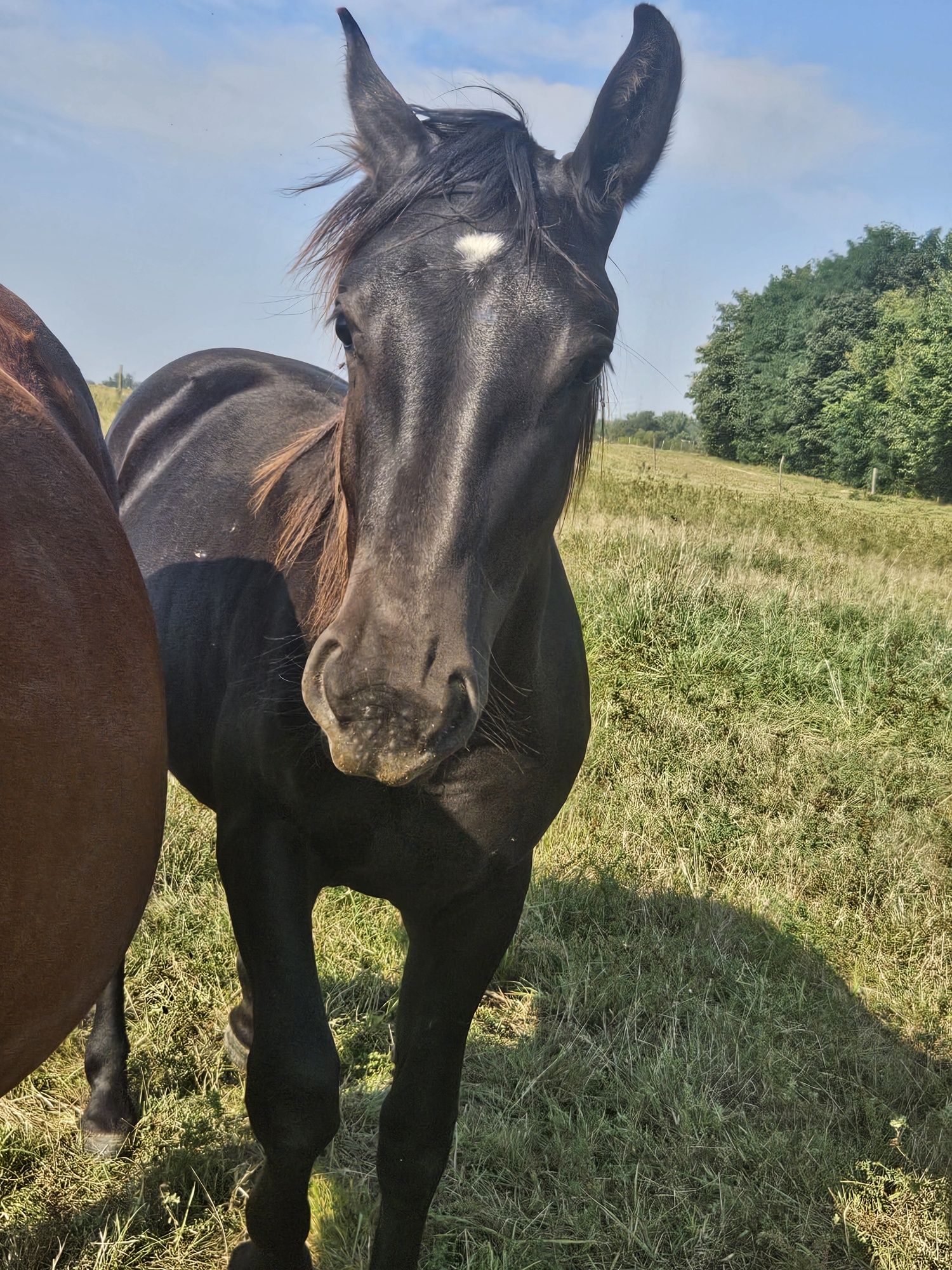 Sprzedam klacz rasy Śląskiej