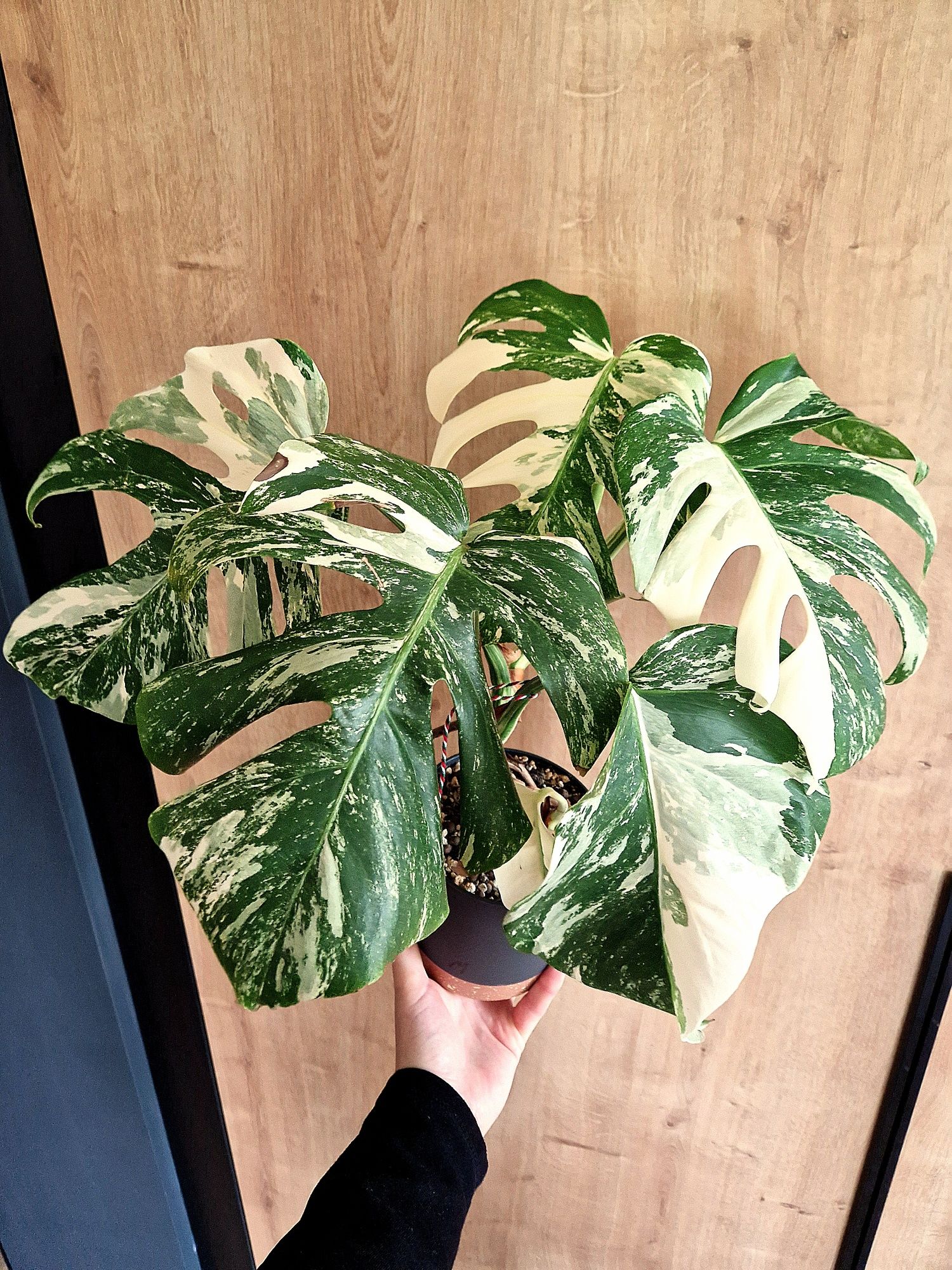 Monstera variegata