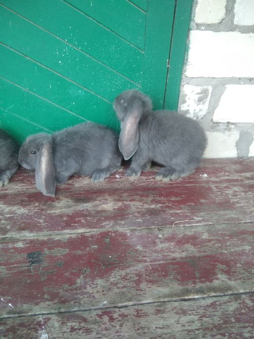 Продає молодняк французький  баран