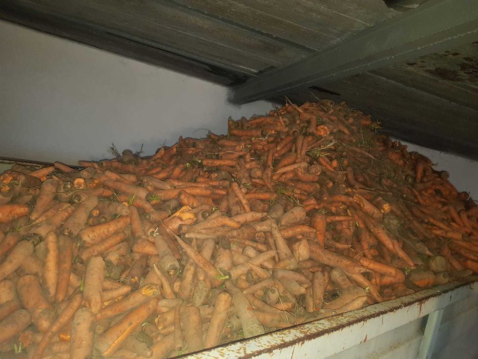 PIĘKNA Marchew  bio eko Nie odpadowa  PASZOWA