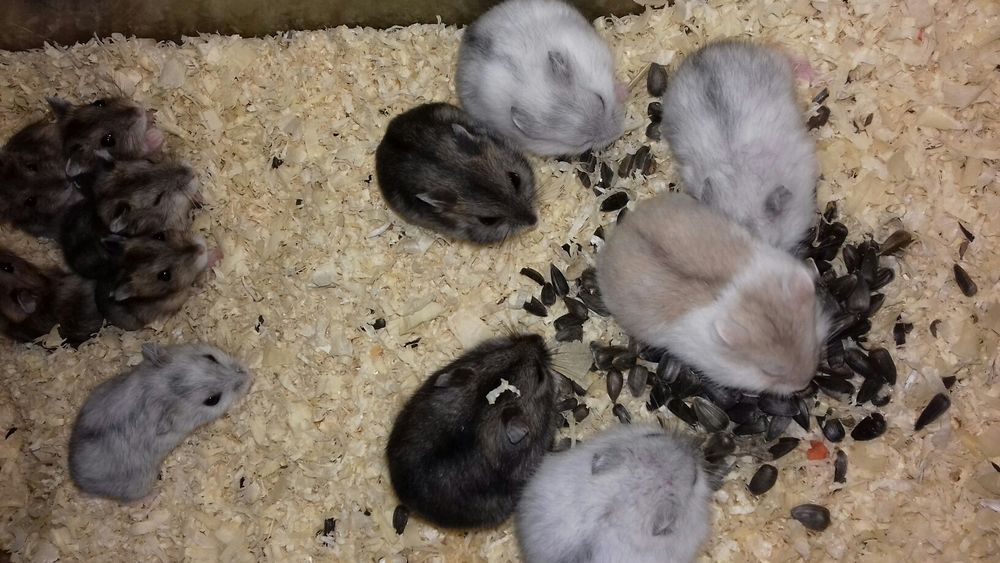 Карликовые цветные хомячки