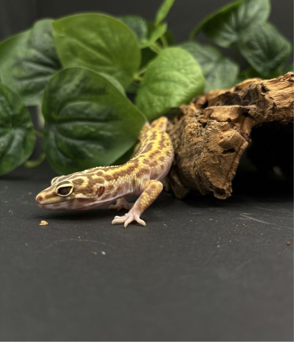 Gekon Lamparci (Eublepharis Macularius)