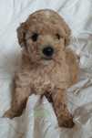 Bichpoo/ poochon/ hybryda. Chłopczyk Lolek
