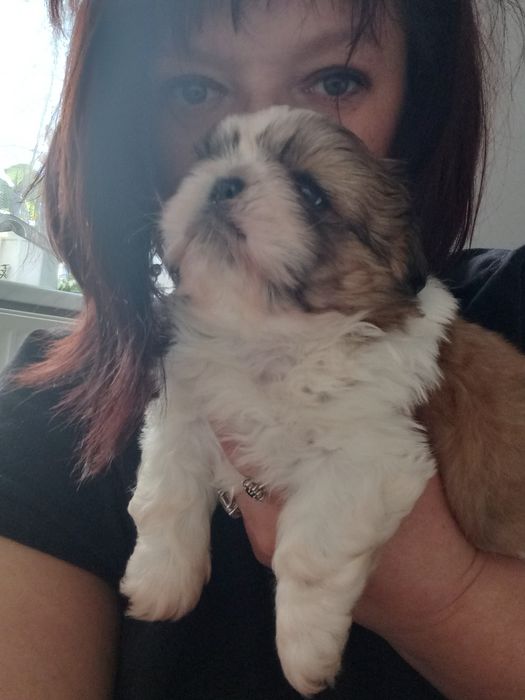 Shih-Tzu przepiękny chłopak