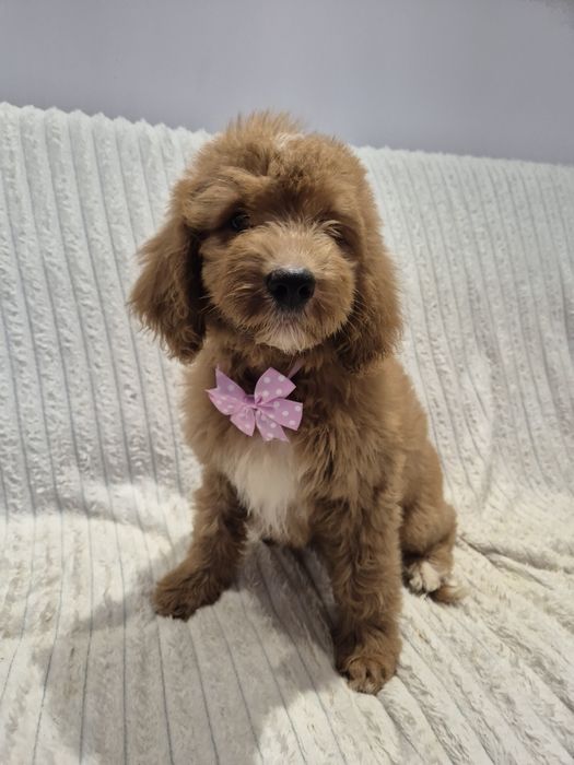 Goldendoodle f1 standard