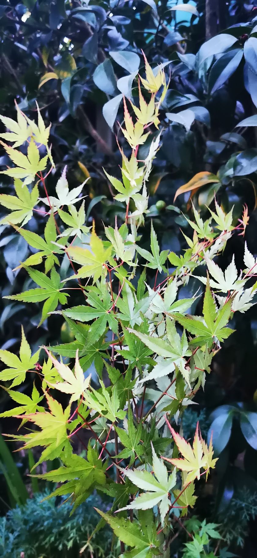Acer- planta de jardim