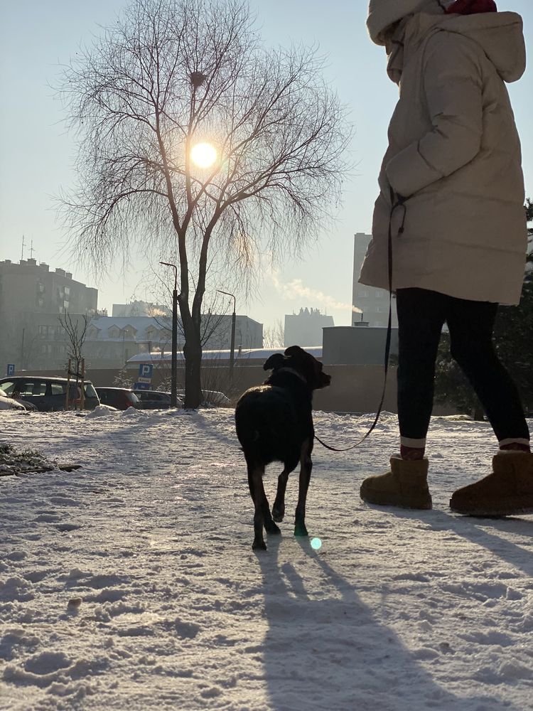 Wendy, 6 lat, mini pies szuka domu co szuka pieska