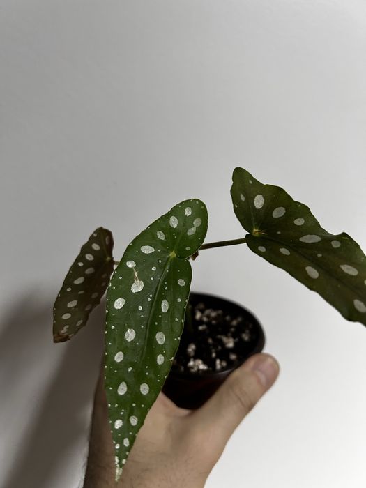 Begonias maculata, diadema