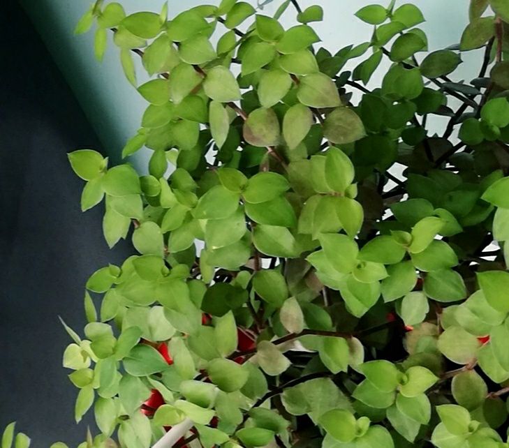 Piękna Soleirolia, łzy anioła, smużyna, rośliny pasują do