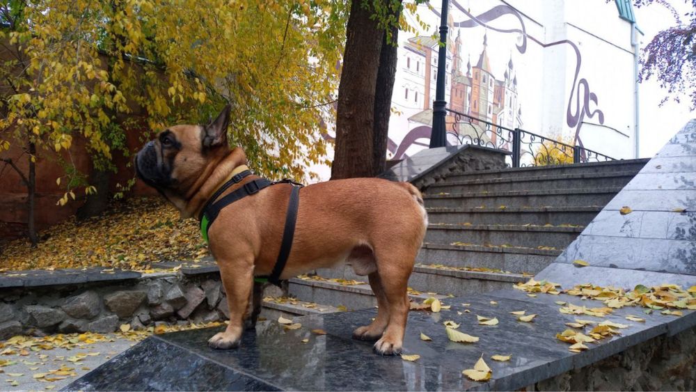 Вязка французский бульдог