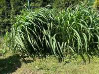 Muskant olbrzymi trawa ozdobna sadzonki 1.5m