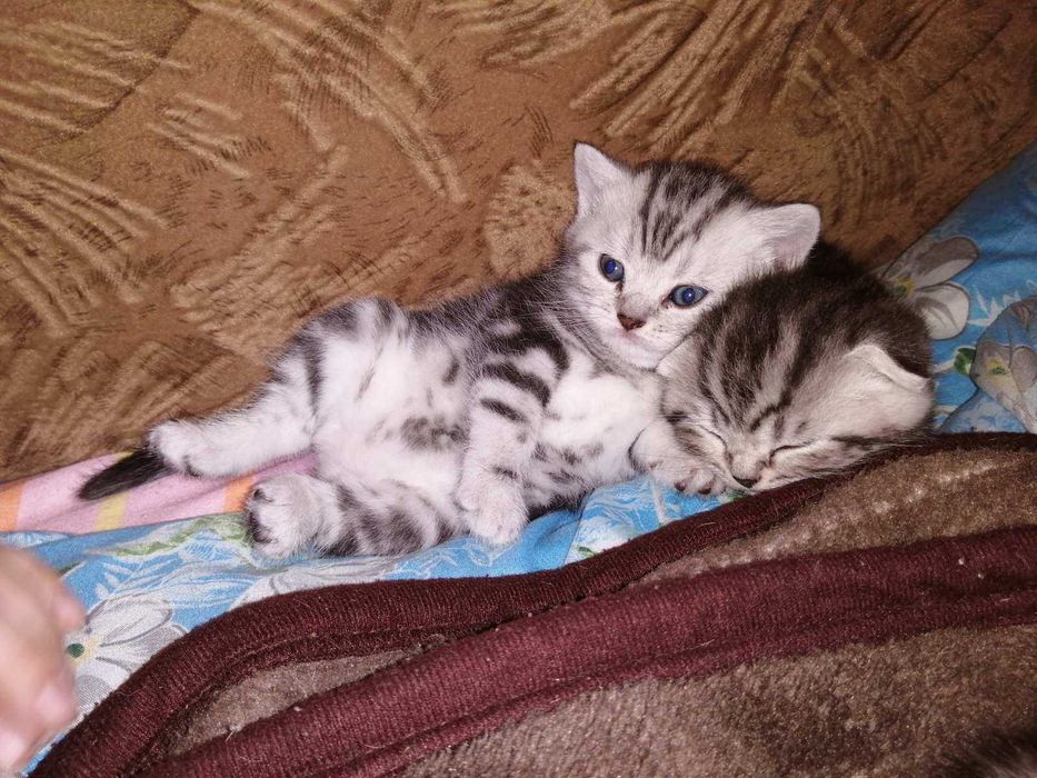 Котик чорний мармур на сріблі