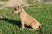 Szczeniak amstaff