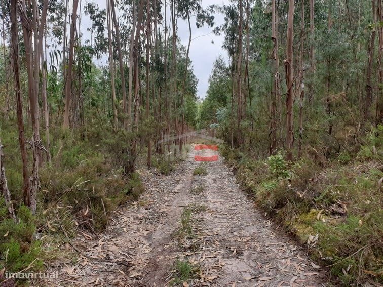 Terreno rústico com eucaliptos, Cercal, Ourém