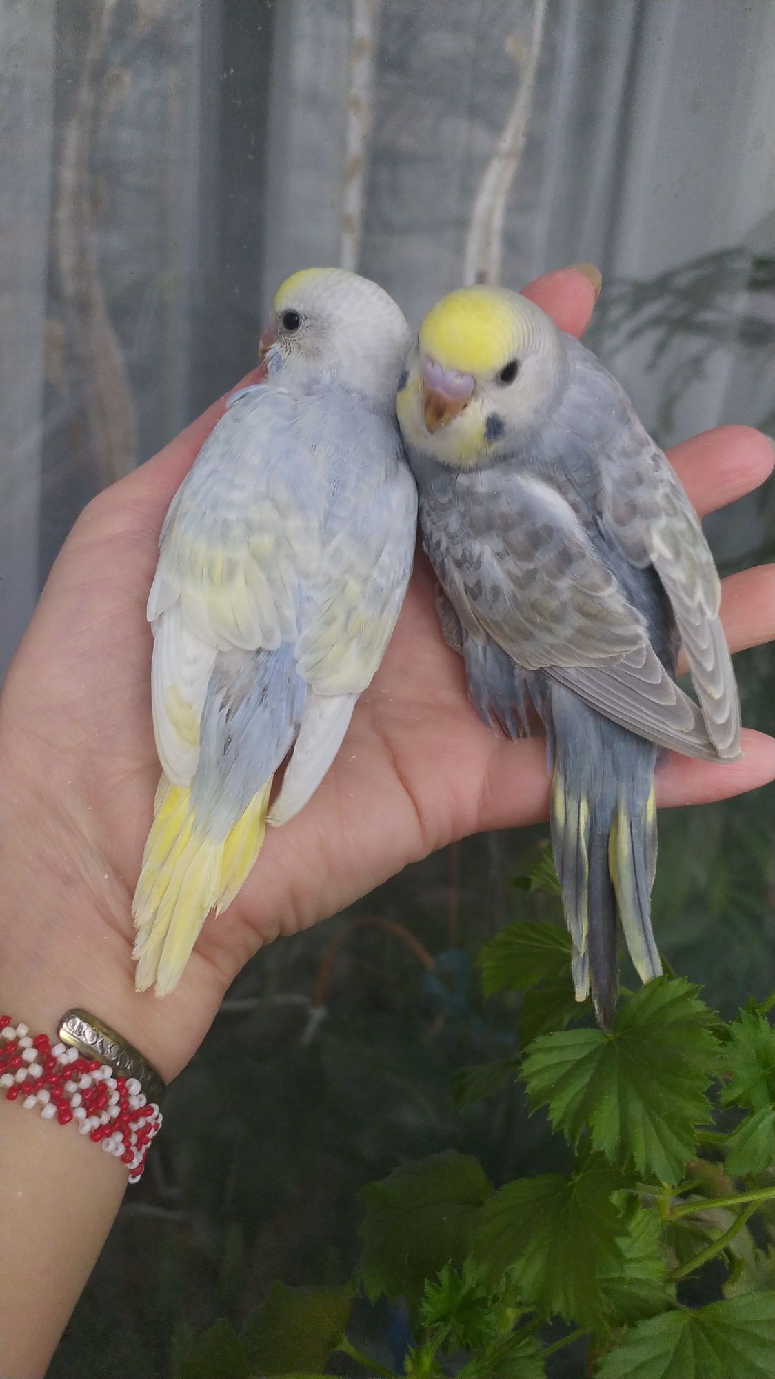 Волнистые попугаи, малыши радужные