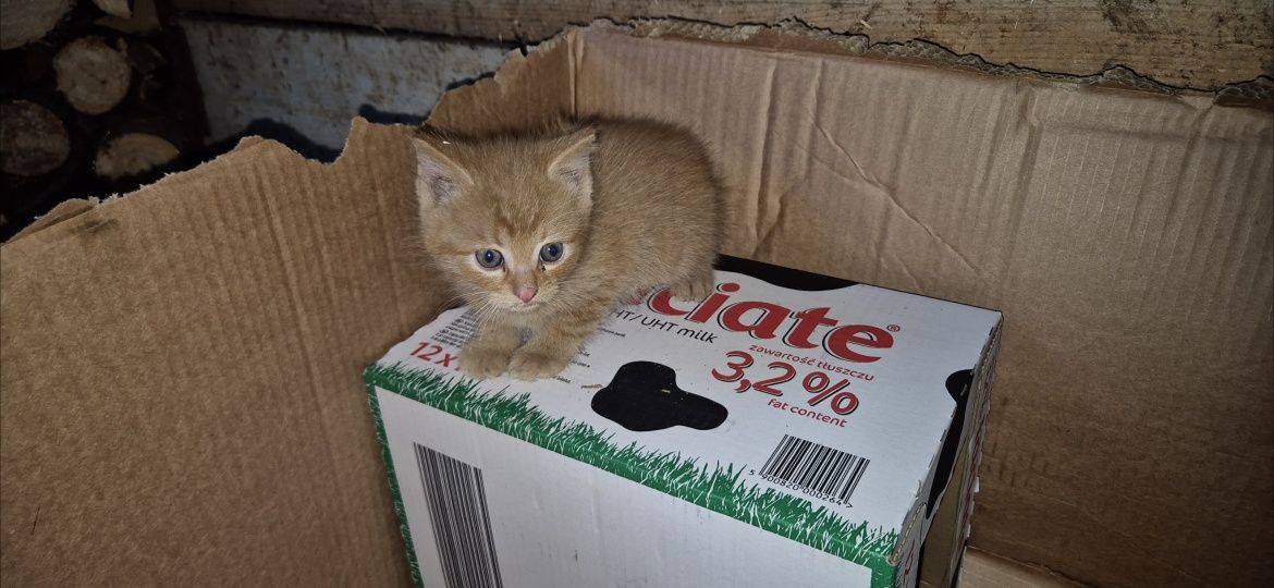 Oddam koty, oswojone i bardzo przyjazne. Nowy Targ, odbiór osobisty 88